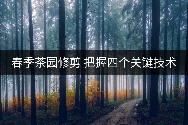 春季茶園修剪 把握四個(gè)關(guān)鍵技術(shù)