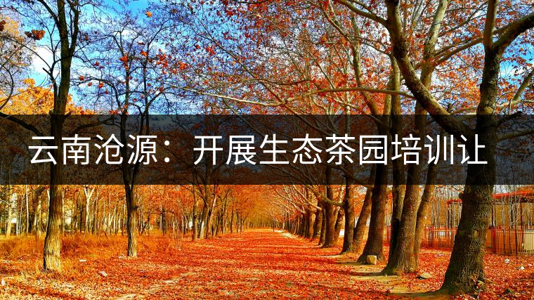 云南滄源：開展生態(tài)茶園培訓讓茶業(yè)增產(chǎn)增質(zhì)