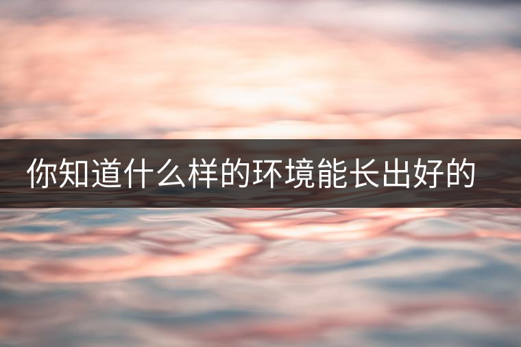 你知道什么樣的環(huán)境能長出好的古樹普洱茶嗎？