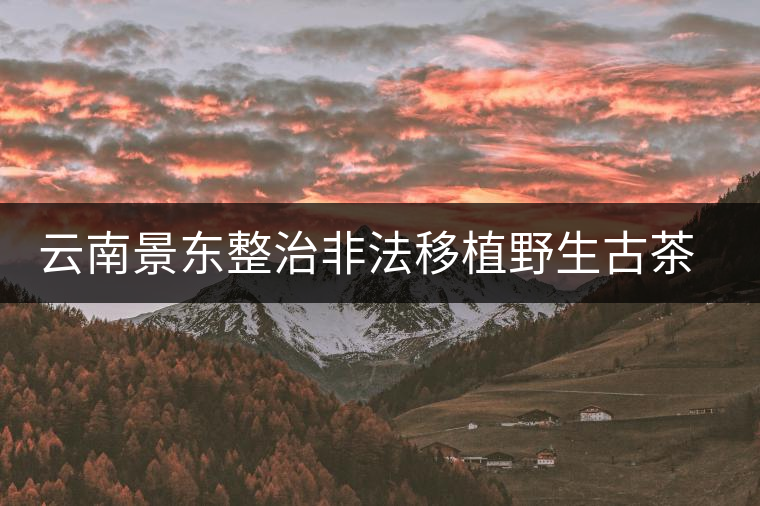 云南景東整治非法移植野生古茶樹行為
