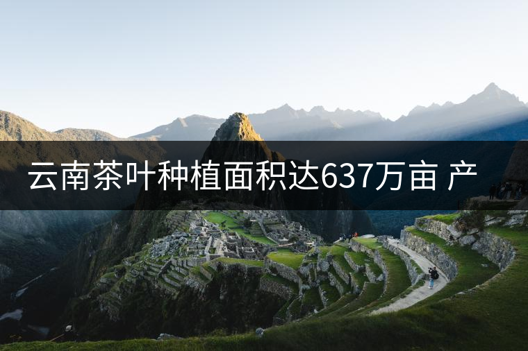 云南茶葉種植面積達(dá)637萬畝 產(chǎn)業(yè)規(guī)模創(chuàng)新高
