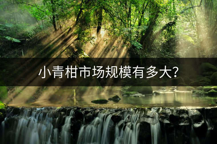 小青柑市場規(guī)模有多大？
