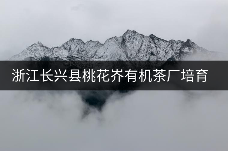 浙江長興縣桃花岕有機茶廠培育紫筍金茶獲成功 浙江長興縣桃花岕有機茶廠培育紫筍金茶獲成功