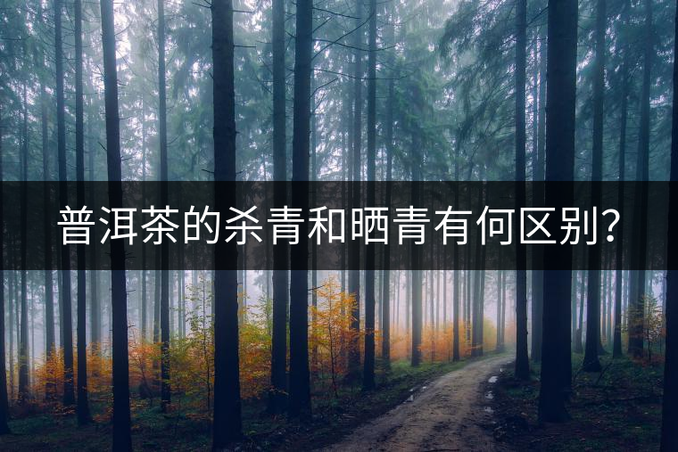 普洱茶的殺青和曬青有何區(qū)別？