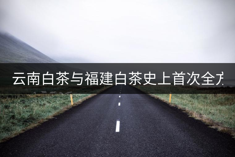 云南白茶與福建白茶史上首次全方位大PK