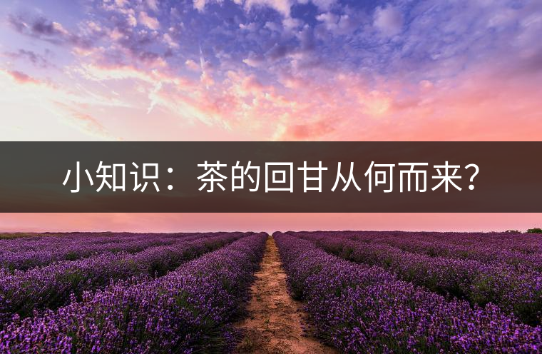 小知識：茶的回甘從何而來？