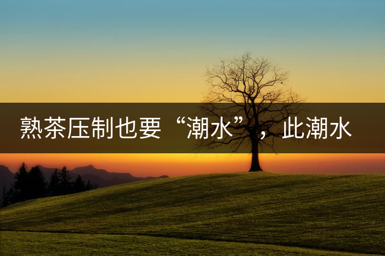 熟茶壓制也要“潮水”，此潮水的目的是什么？