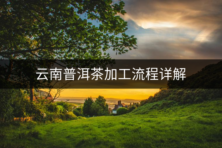 云南普洱茶加工流程詳解