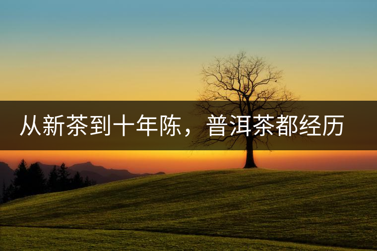 從新茶到十年陳，普洱茶都經(jīng)歷了什么？