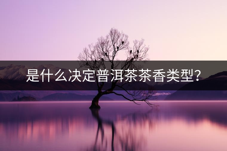 是什么決定普洱茶茶香類型？