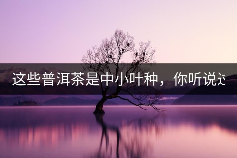 這些普洱茶是中小葉種，你聽說(shuō)過(guò)嗎？