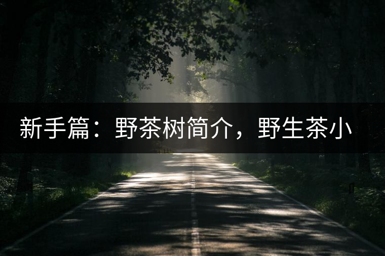 新手篇：野茶樹簡介，野生茶小知識(shí)