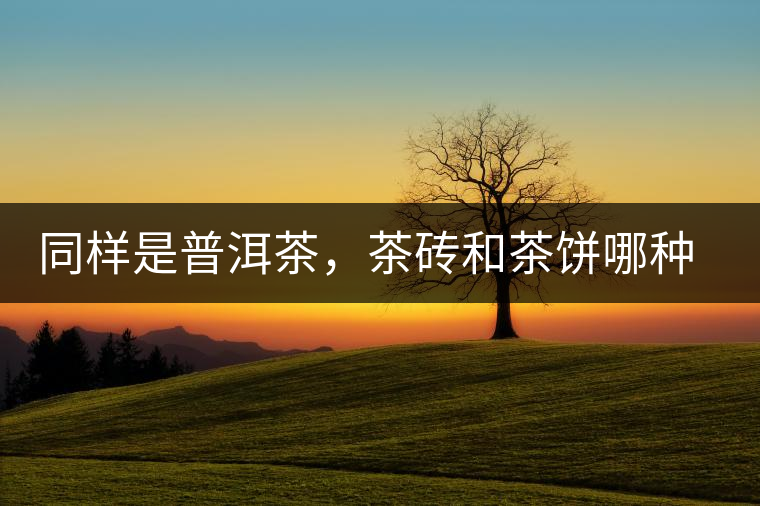 同樣是普洱茶，茶磚和茶餅哪種更好？