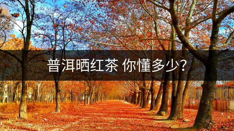 普洱曬紅茶 你懂多少？