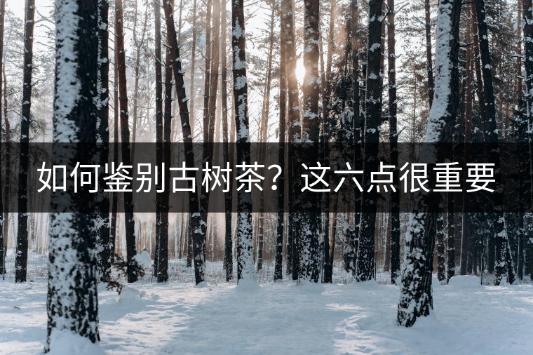 如何鑒別古樹茶？這六點(diǎn)很重要