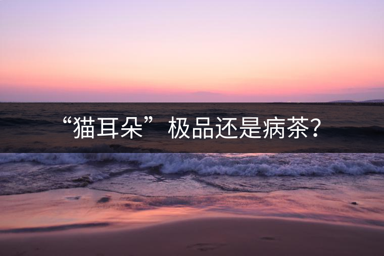“貓耳朵”極品還是病茶？