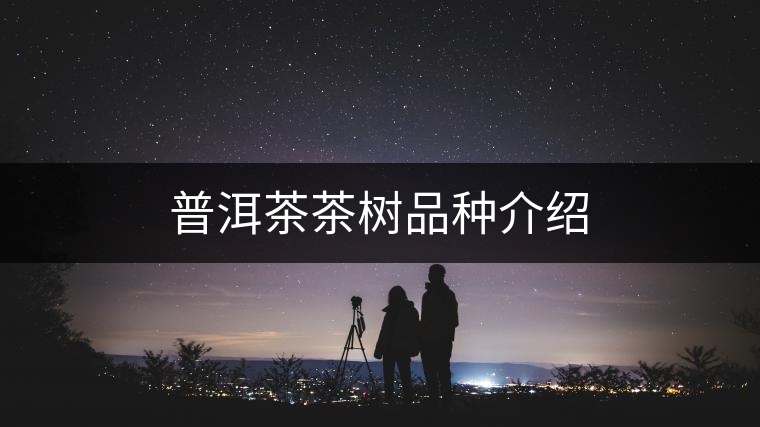 普洱茶茶樹品種介紹