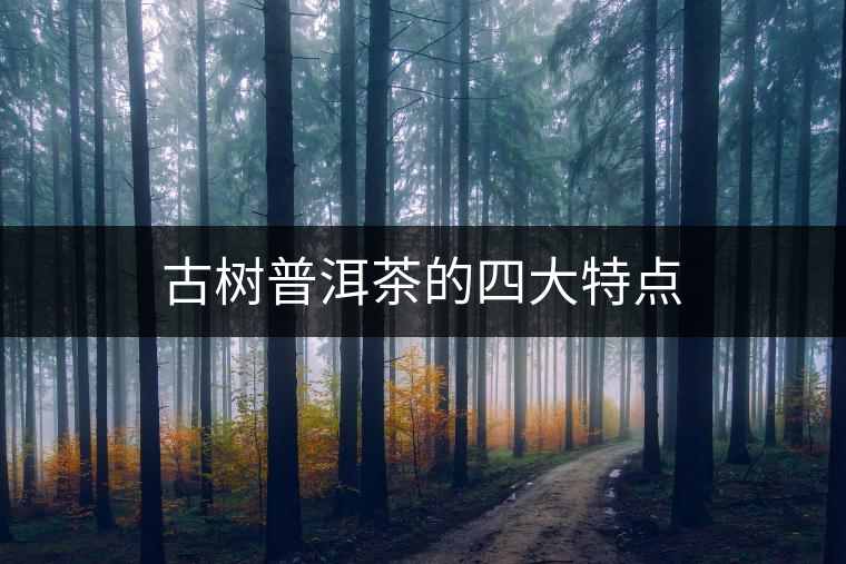古樹普洱茶的四大特點