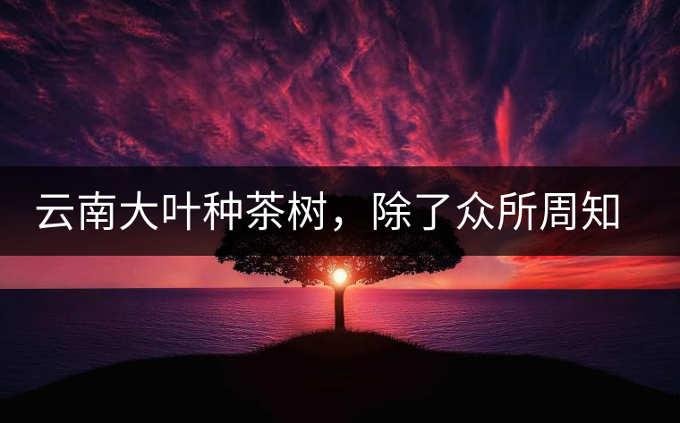 云南大葉種茶樹(shù)，除了眾所周知的“勐庫(kù)種”“勐海種”以外，還有那些品質(zhì)獨(dú)特的品種呢