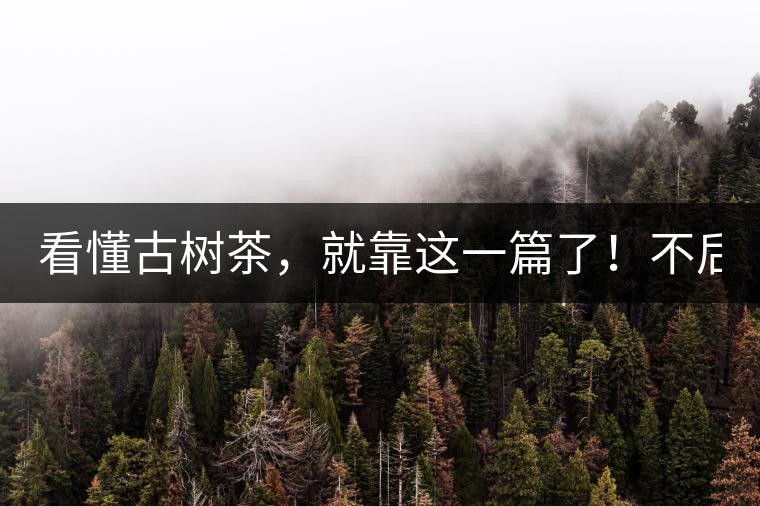看懂古樹茶，就靠這一篇了！不后悔!