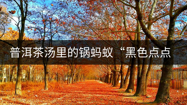 普洱茶湯里的鍋螞蟻“黑色點(diǎn)點(diǎn)”要如何處理，如何預(yù)防？