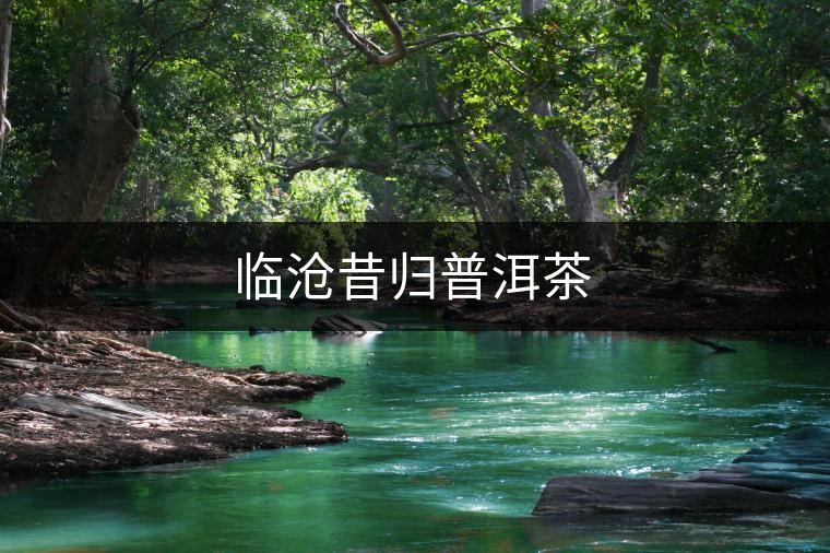 臨滄昔歸普洱茶