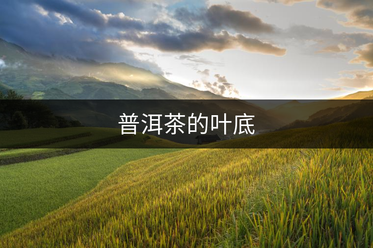 普洱茶的葉底