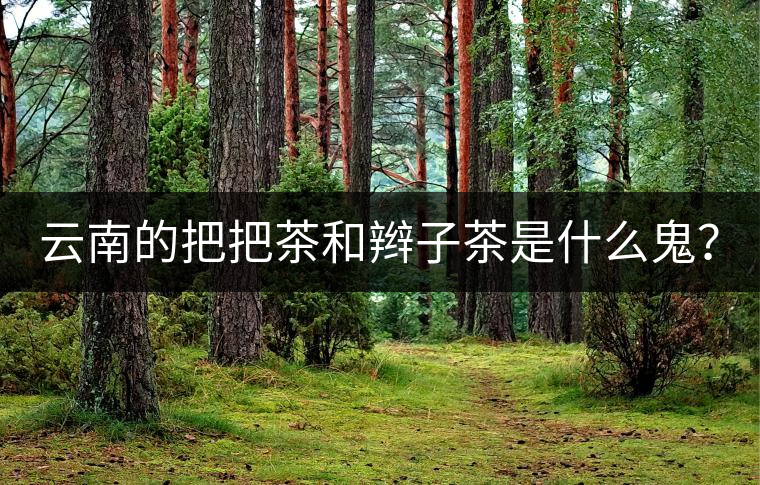 云南的把把茶和辮子茶是什么鬼？