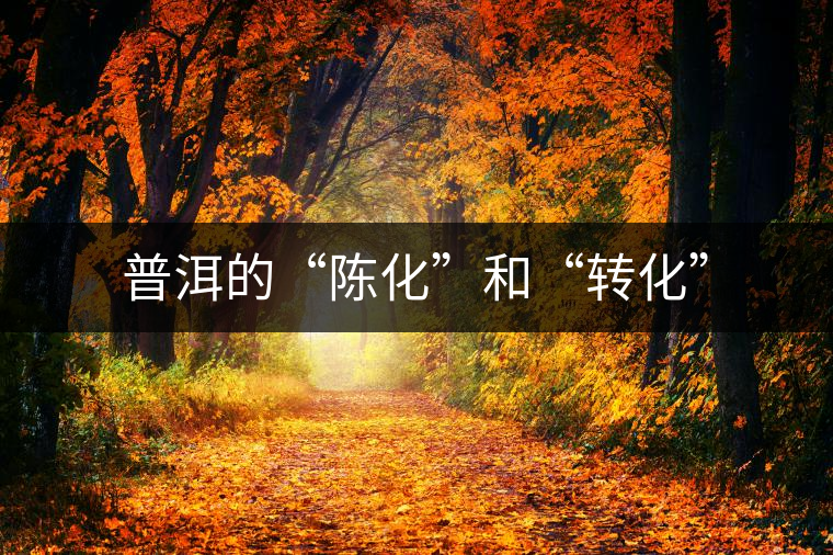 普洱的“陳化”和“轉化”