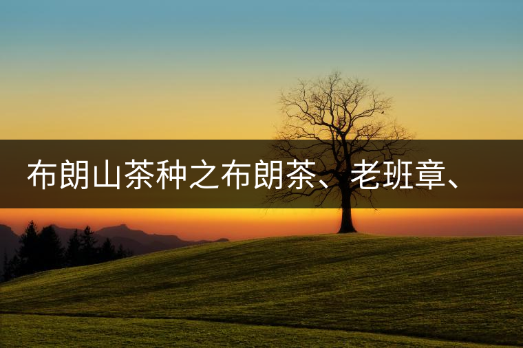 布朗山茶種之布朗茶、老班章、老曼峨的區(qū)別