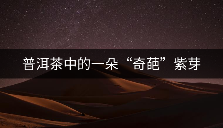 普洱茶中的一朵“奇葩”紫芽