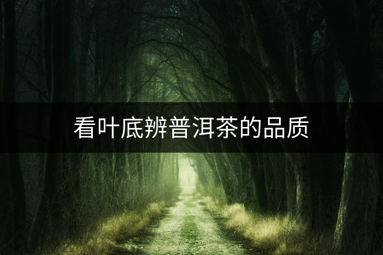 看葉底辨普洱茶的品質(zhì) 看葉底辨普洱茶的品質(zhì)