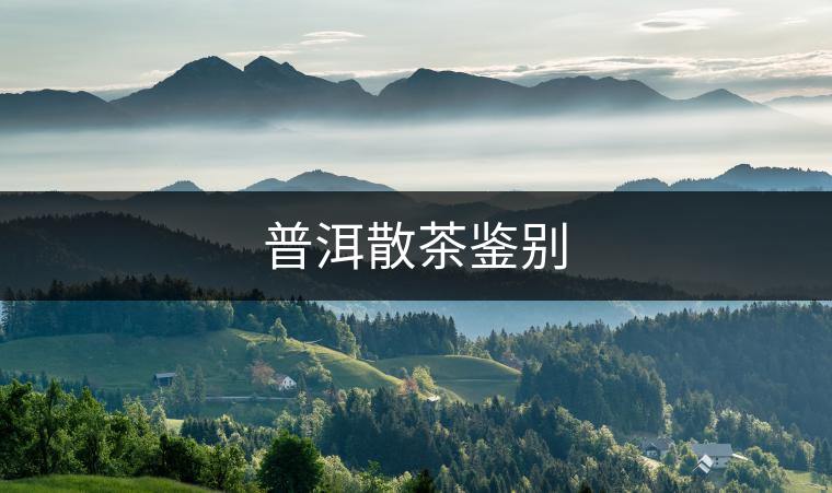 普洱散茶鑒別