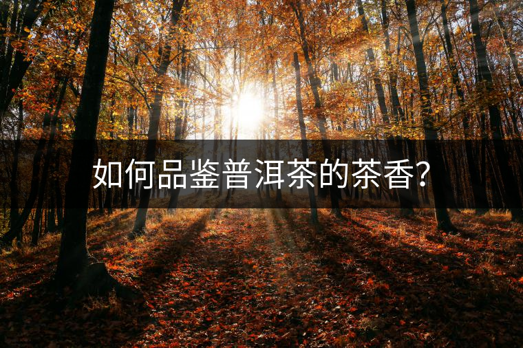 如何品鑒普洱茶的茶香？