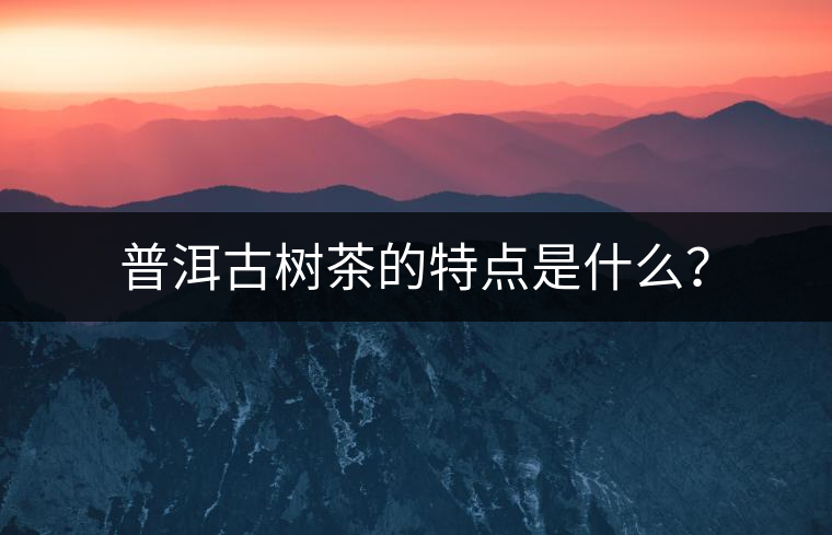普洱古樹茶的特點是什么？
