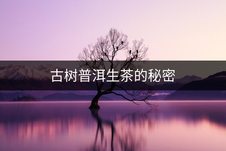 古樹(shù)普洱生茶的秘密 古樹(shù)普洱生茶的秘密