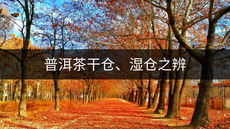 普洱茶干倉、濕倉之辨