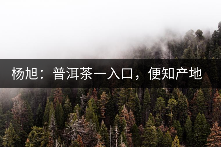 楊旭：普洱茶一入口，便知產(chǎn)地和年份