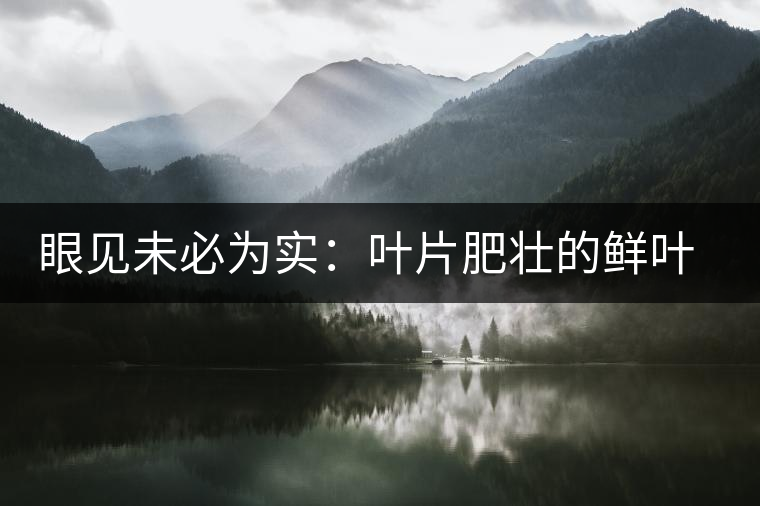 眼見未必為實：葉片肥壯的鮮葉品質(zhì)一定格外優(yōu)異？