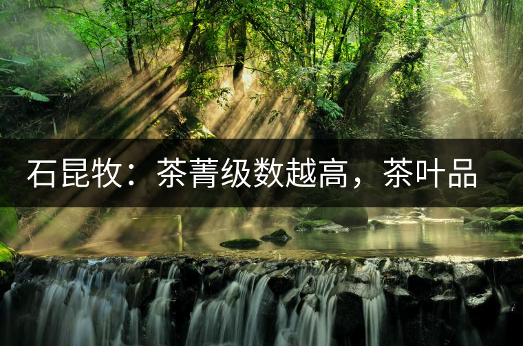 石昆牧：茶菁級數(shù)越高，茶葉品質(zhì)就越好？