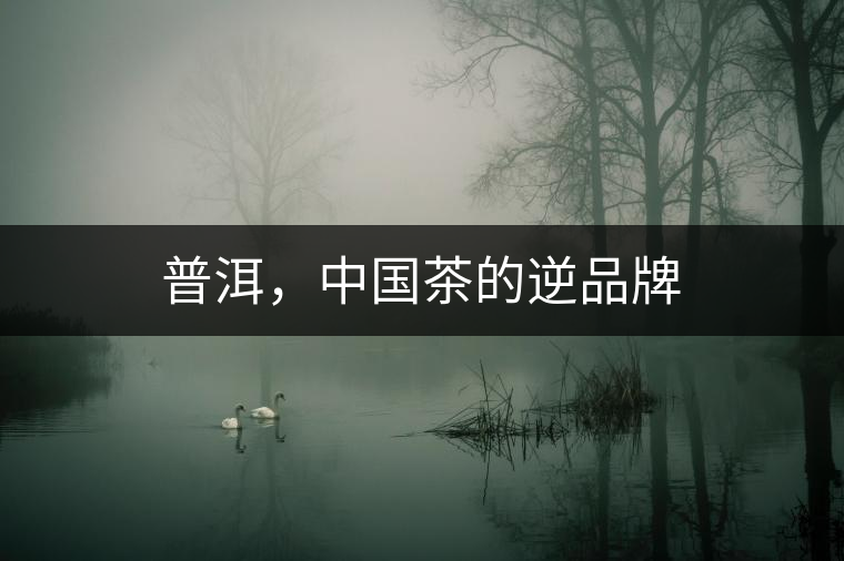 普洱，中國茶的逆品牌