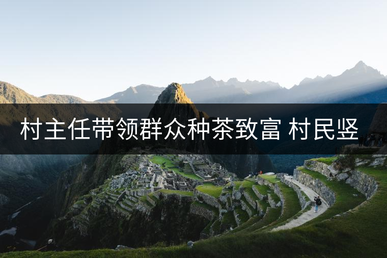 村主任帶領(lǐng)群眾種茶致富 村民豎起大拇指 村主任帶領(lǐng)群眾種茶致富 村民豎起大拇指