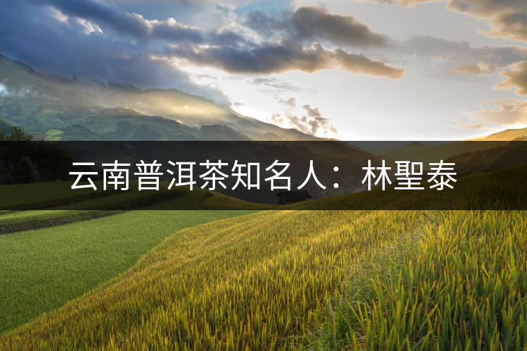 云南普洱茶知名人：林聖泰