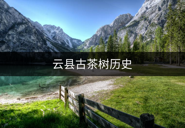 云縣古茶樹歷史