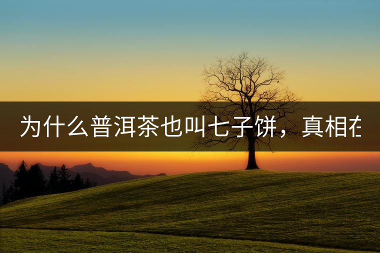 為什么普洱茶也叫七子餅，真相在這里！