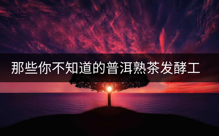 那些你不知道的普洱熟茶發(fā)酵工藝歷史