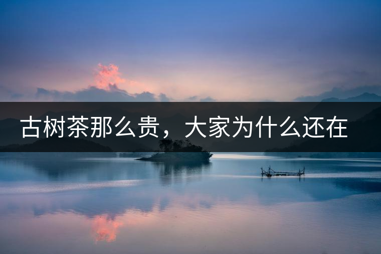 古樹茶那么貴，大家為什么還在瘋狂追求？