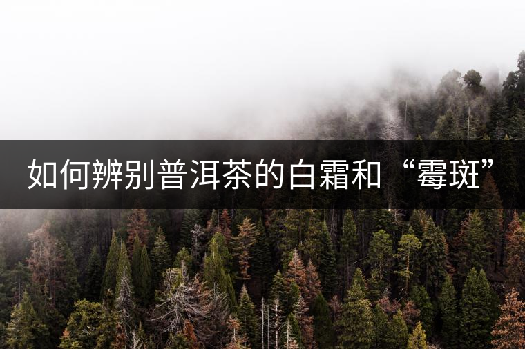如何辨別普洱茶的白霜和“霉斑”？