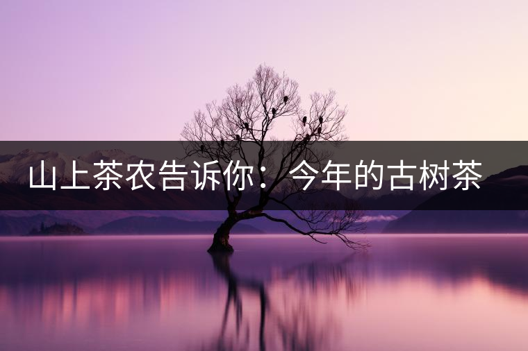 山上茶農(nóng)告訴你：今年的古樹茶為什么那么貴？
