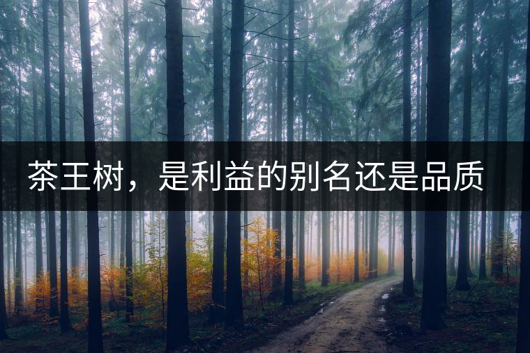 茶王樹(shù)，是利益的別名還是品質(zhì)的象征？